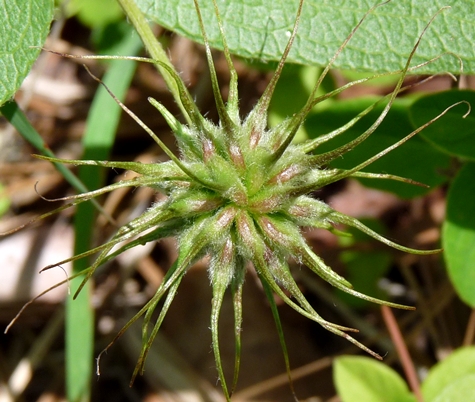 {Clematis fremontii}